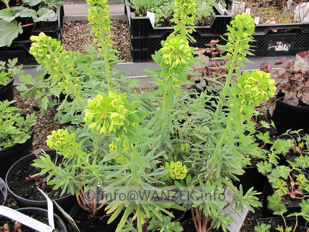Euphorbia characias Humpty Dumpty knospig.JPG